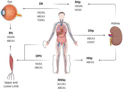 Genetic Variants and Their Associations to Type 2 Diabetes Mellitus Complications in the United Arab Emirates